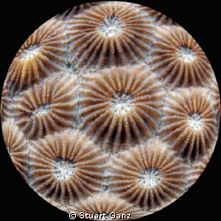 Fisheye Coral by Stuart Ganz 